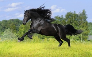 wild_black_horse
